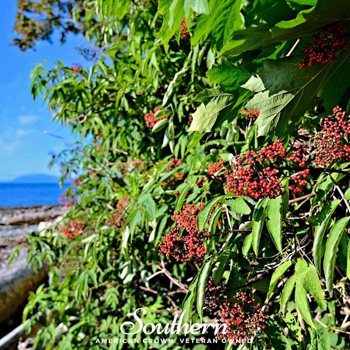 Pacific Red Elderberry – 50 Seeds