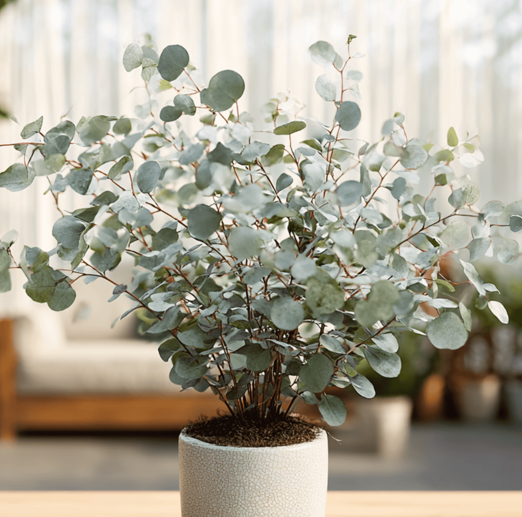 Silver Dollar Eucalyptus – 20 Seeds