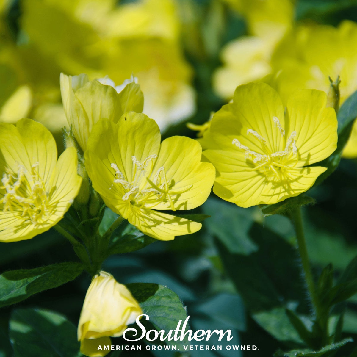 Common Evening Primrose – 100 Seeds