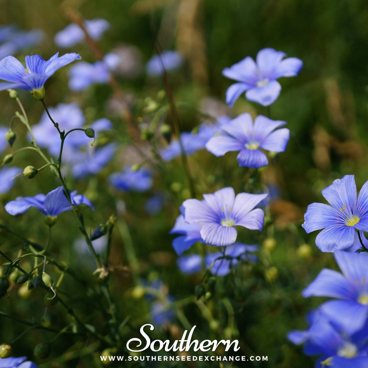 Blue Flax – 100 Seeds