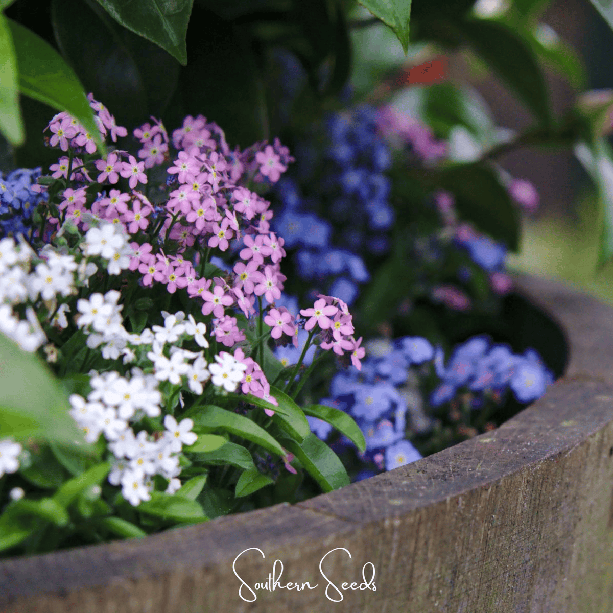 Forget Me Not Mix – 100 Seeds