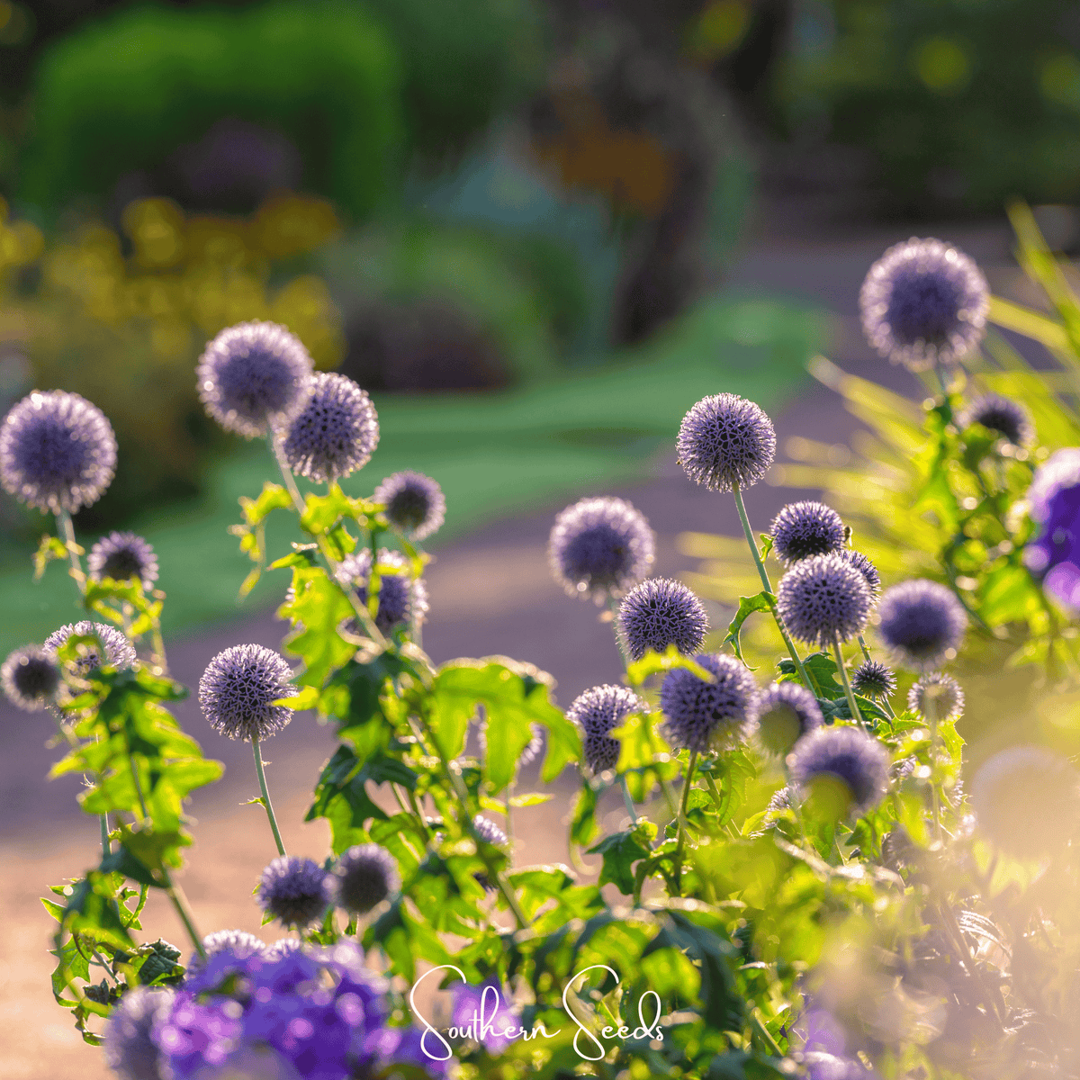 Southern Globe Thistle – 25 Seeds