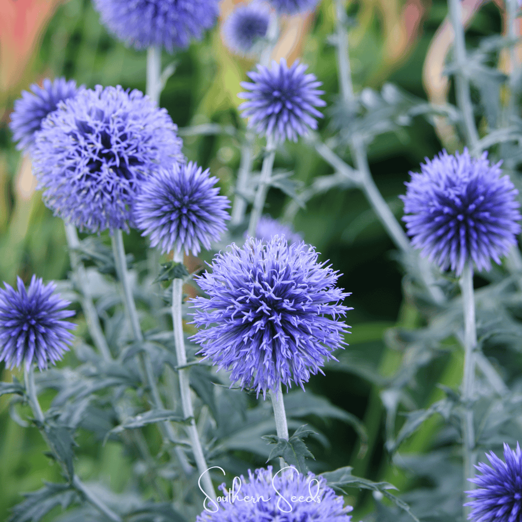 Southern Globe Thistle – 25 Seeds