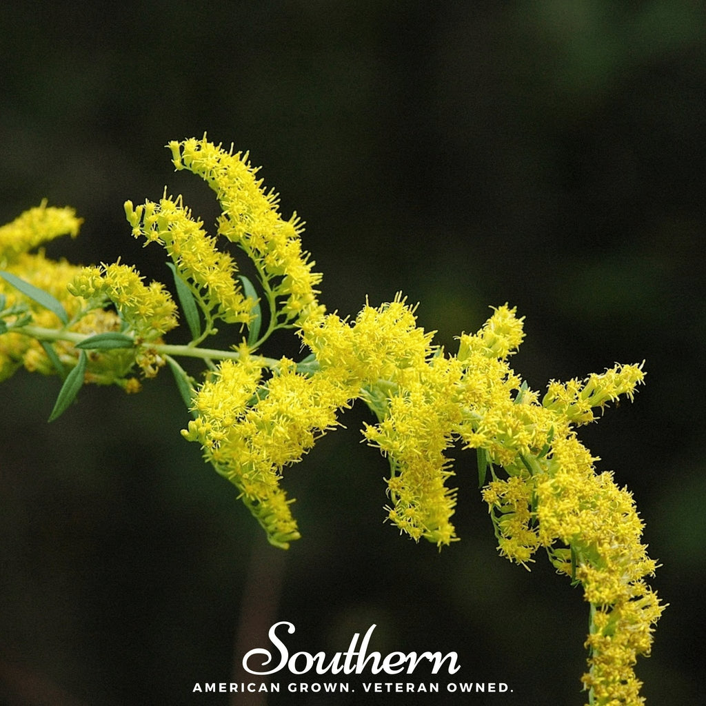 Ohio Goldenrod – 100 Seeds