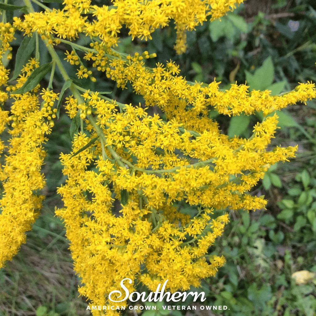 Ohio Goldenrod – 100 Seeds
