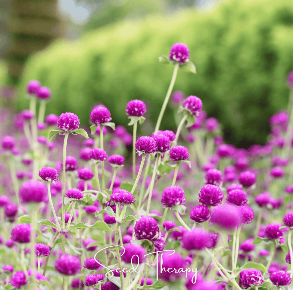 Purple Globosa Gomphrena – 50 Seeds