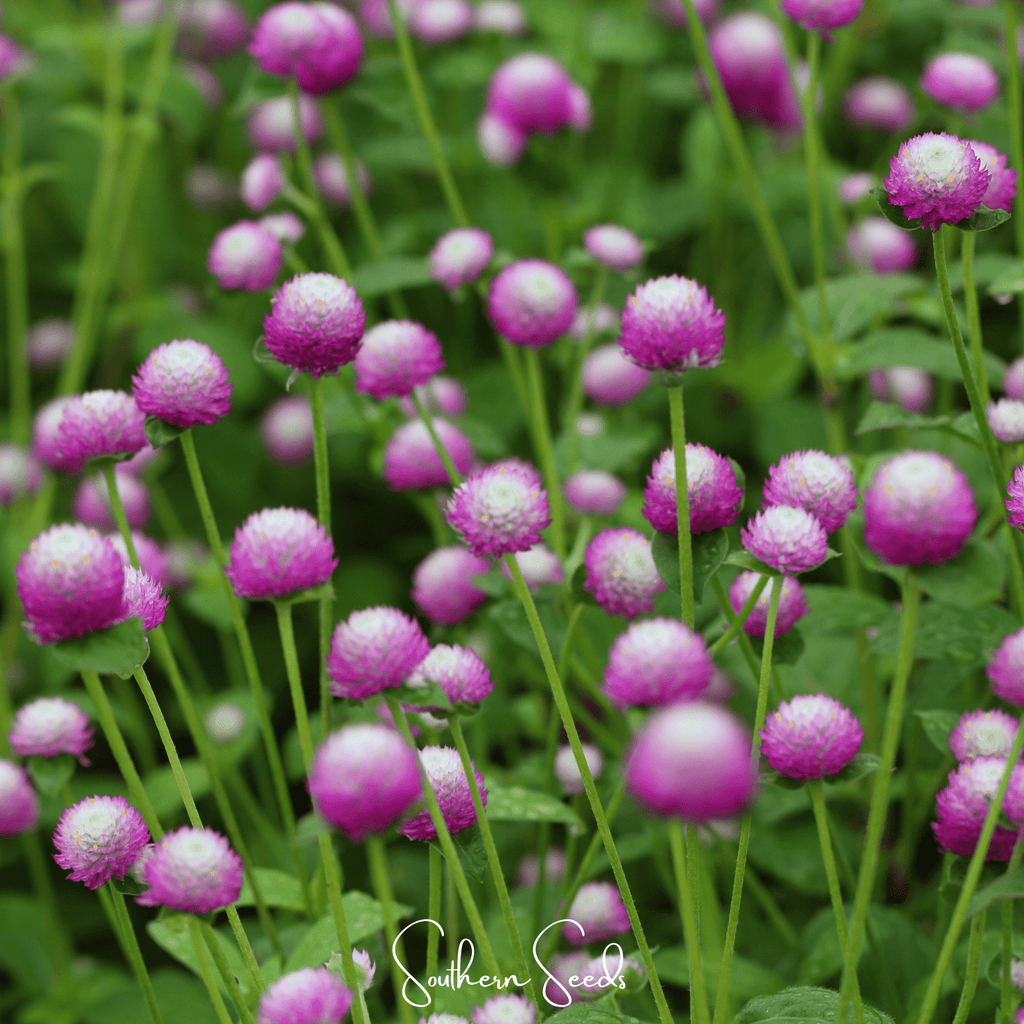 Rose Globosa Gomphrena – 50 Seeds