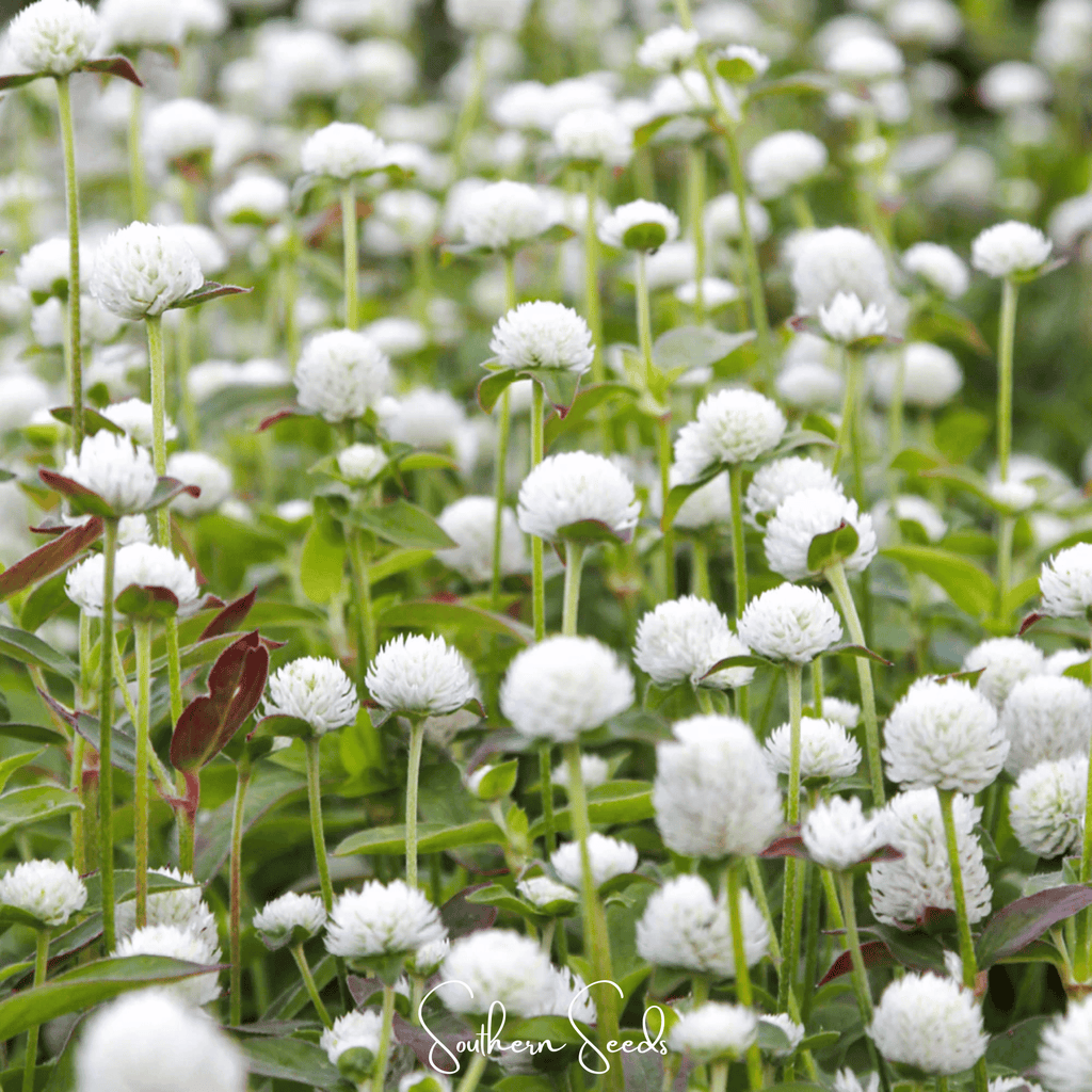 White Globosa Gomphrena – 50 Seeds