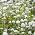 White Globosa Gomphrena – 50 Seeds