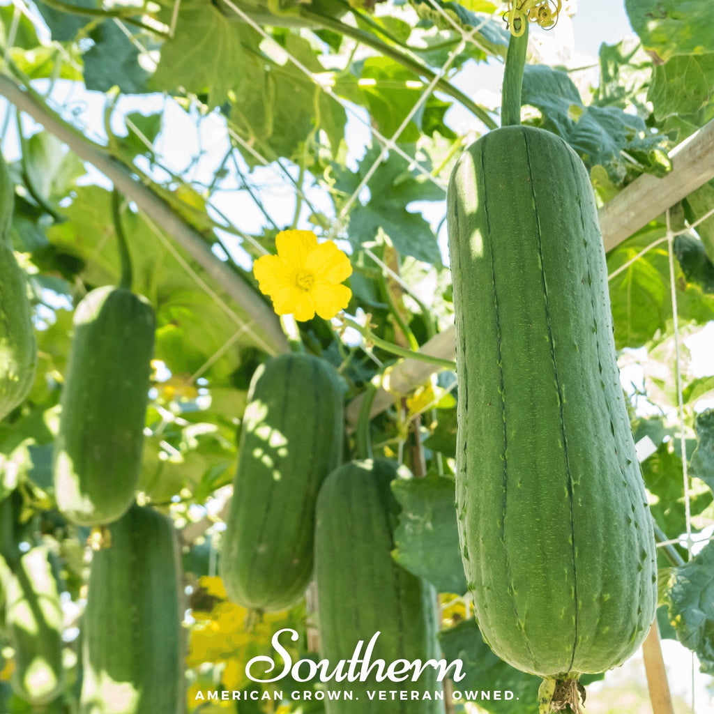 Luffa Gourd – 20 Seeds