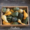 Small Gourd Mix – 20 Seeds