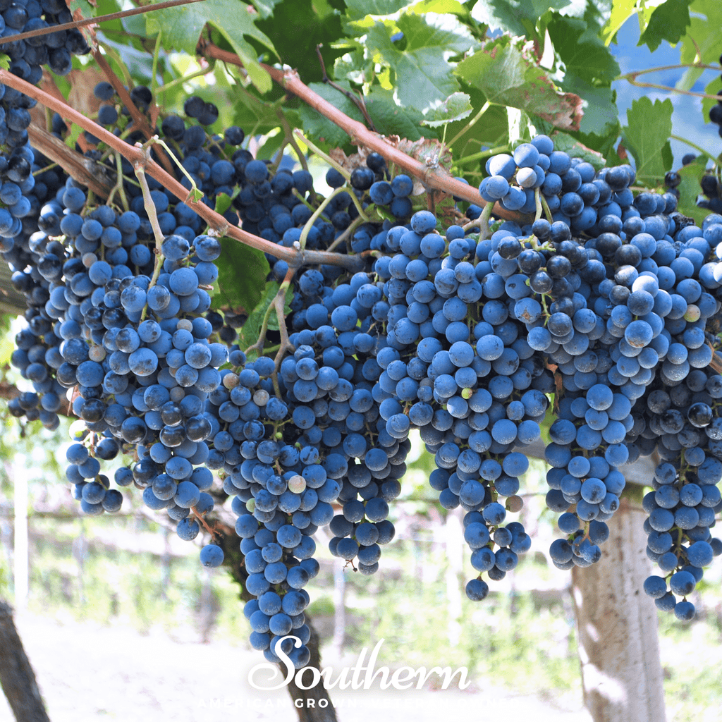 Wine Grapes – 35 Seeds