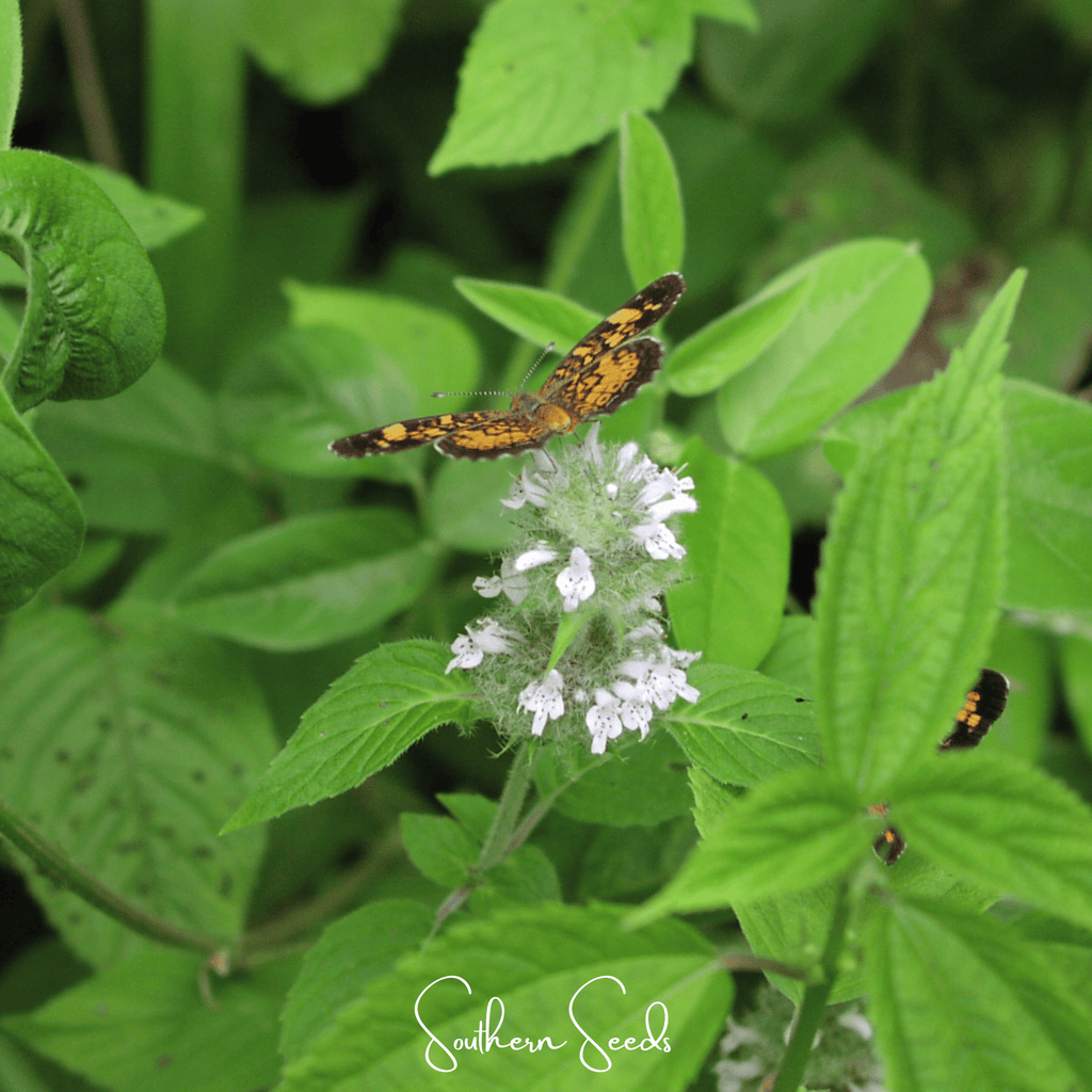Hairy Wood Mint - Pagoda Plant – 100 Seeds