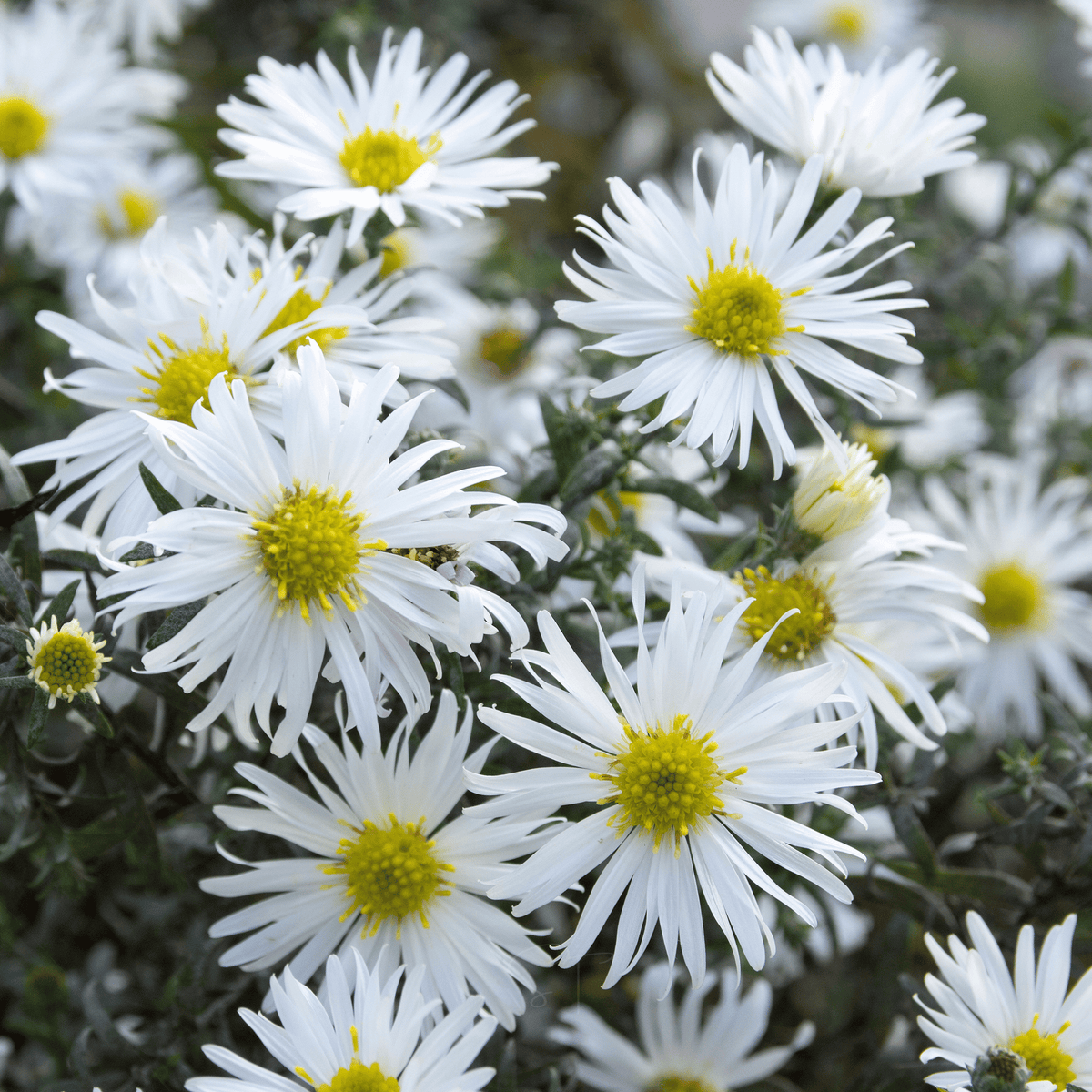 Heath White Aster – 50 Seeds