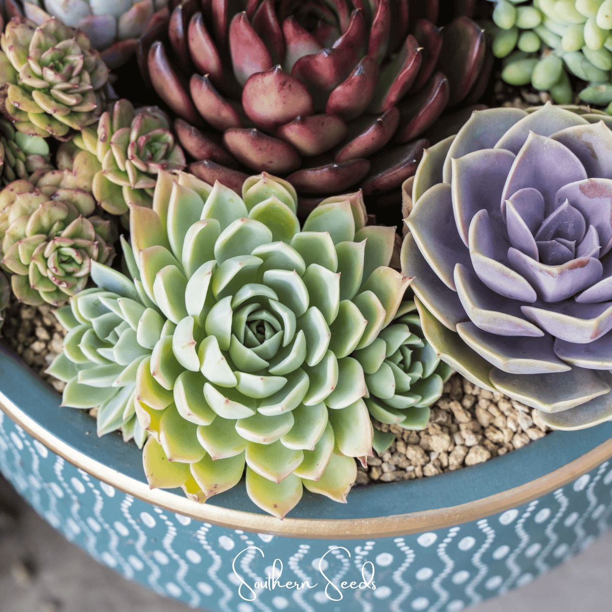 Hens & Chicks Cactus Mix – 30 Seeds