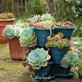 Hens & Chicks Cactus Mix – 30 Seeds