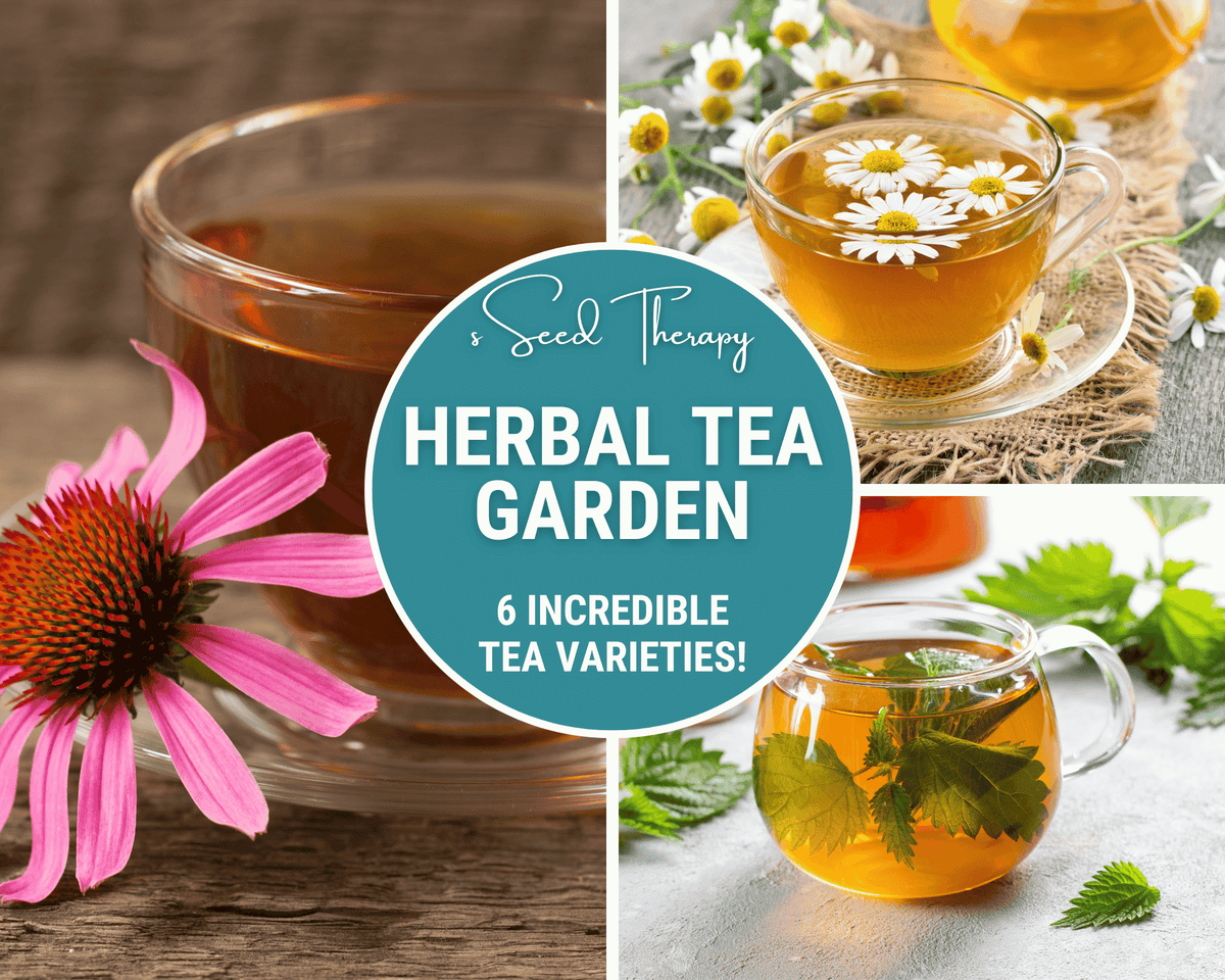 Herbal Tea Seed Collection – 6 Varieties