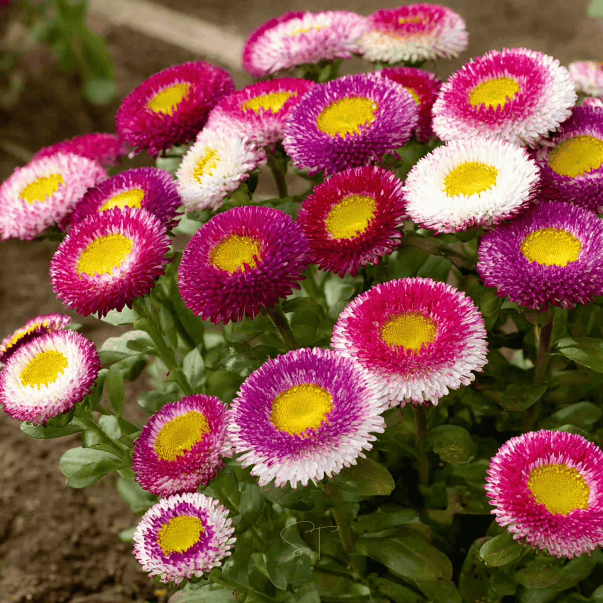 Hi-No-Maru Pompon Aster – 50 Seeds