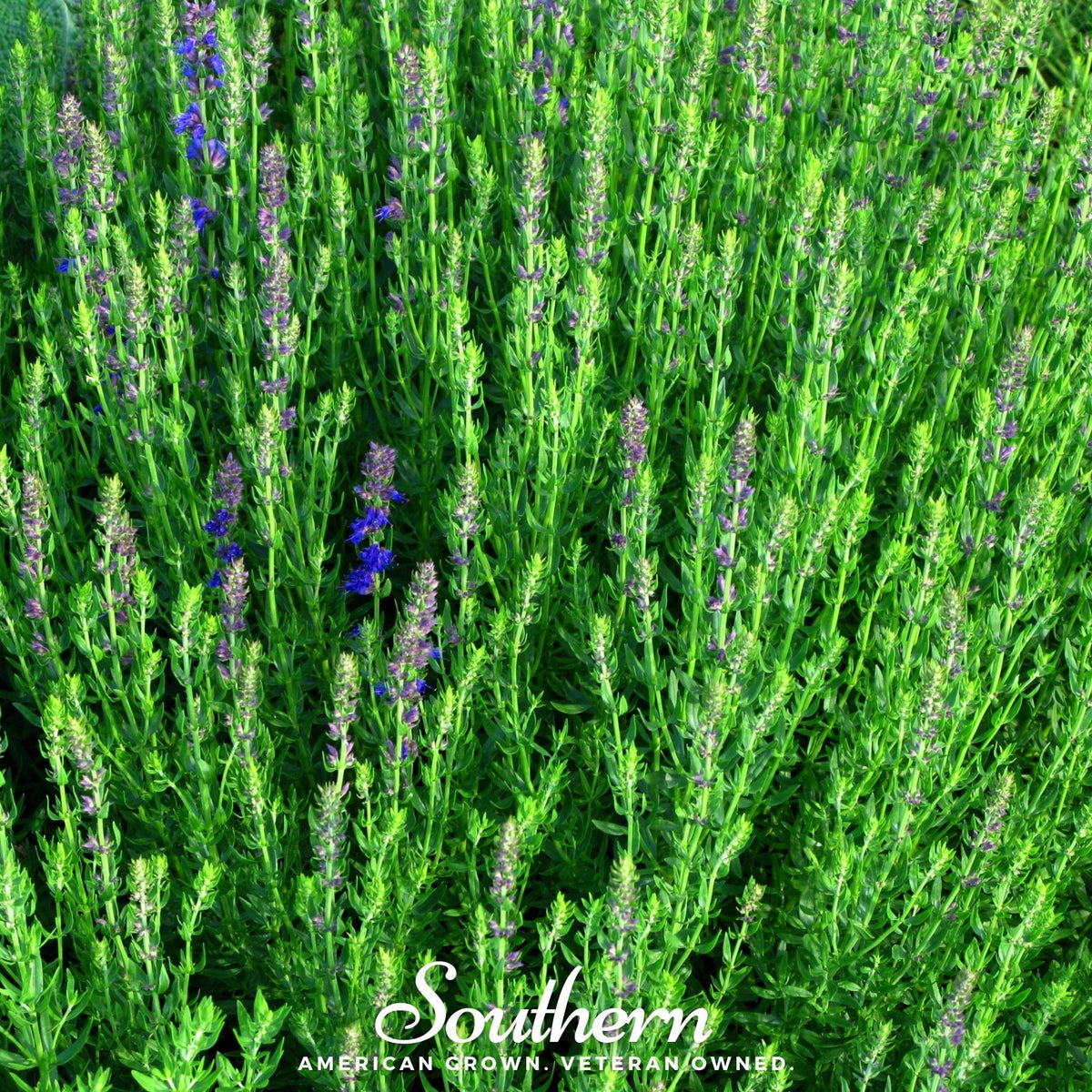 Blue Hyssop – 200 Seeds