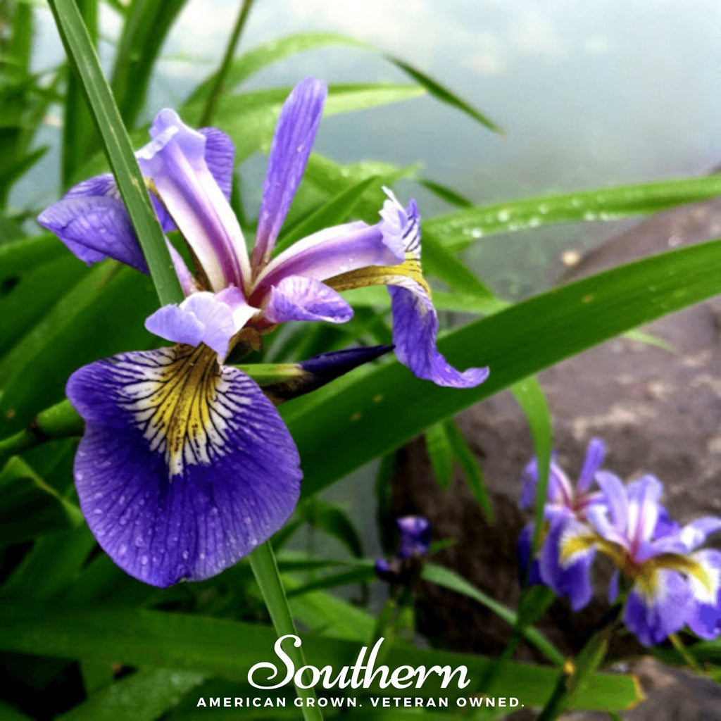 Northern Blue Flag Iris – 25 Seeds