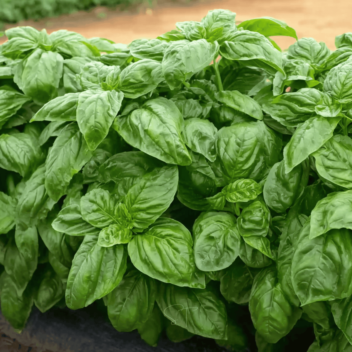 Italian Large Leaf Basil – 250 Seeds