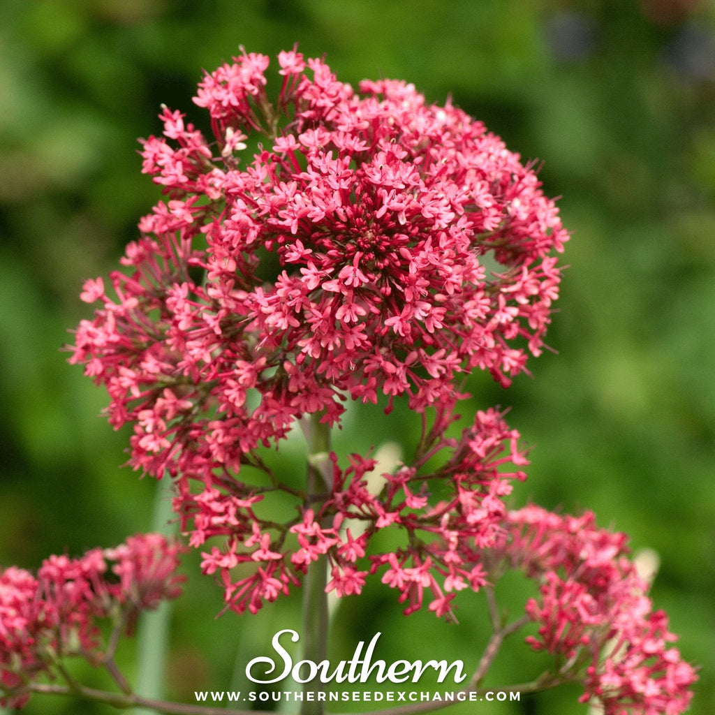 Jupiter’s Beard (Red Valerian) – 50 Seeds