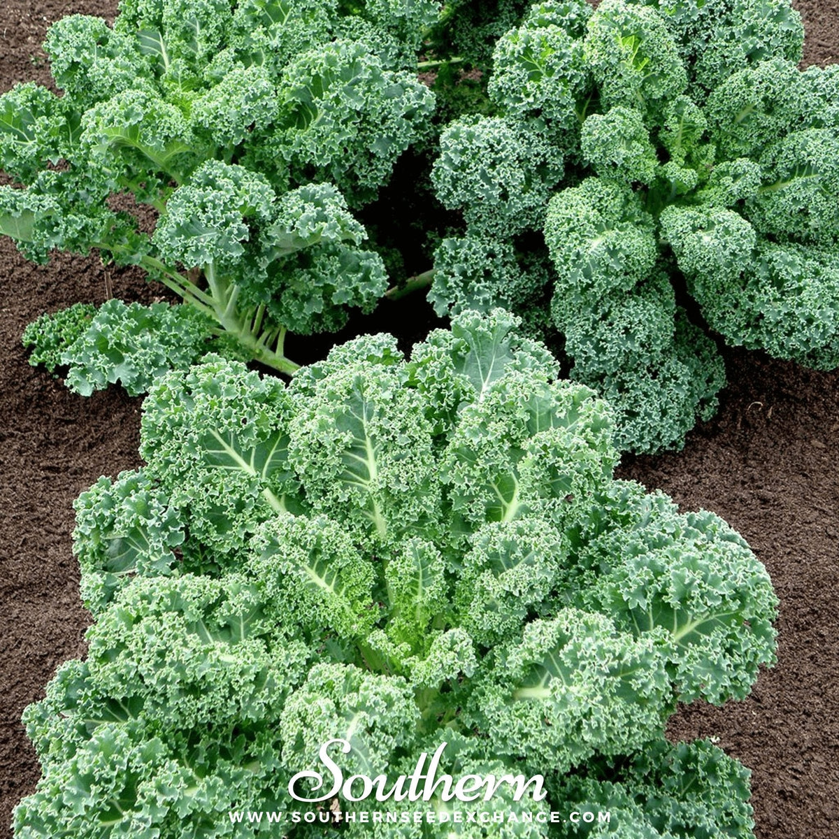 Dwarf Blue Curled Scotch Kale – 250 Seeds