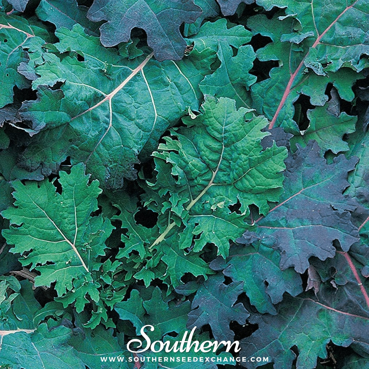 Red Russian Kale – 250 Seeds