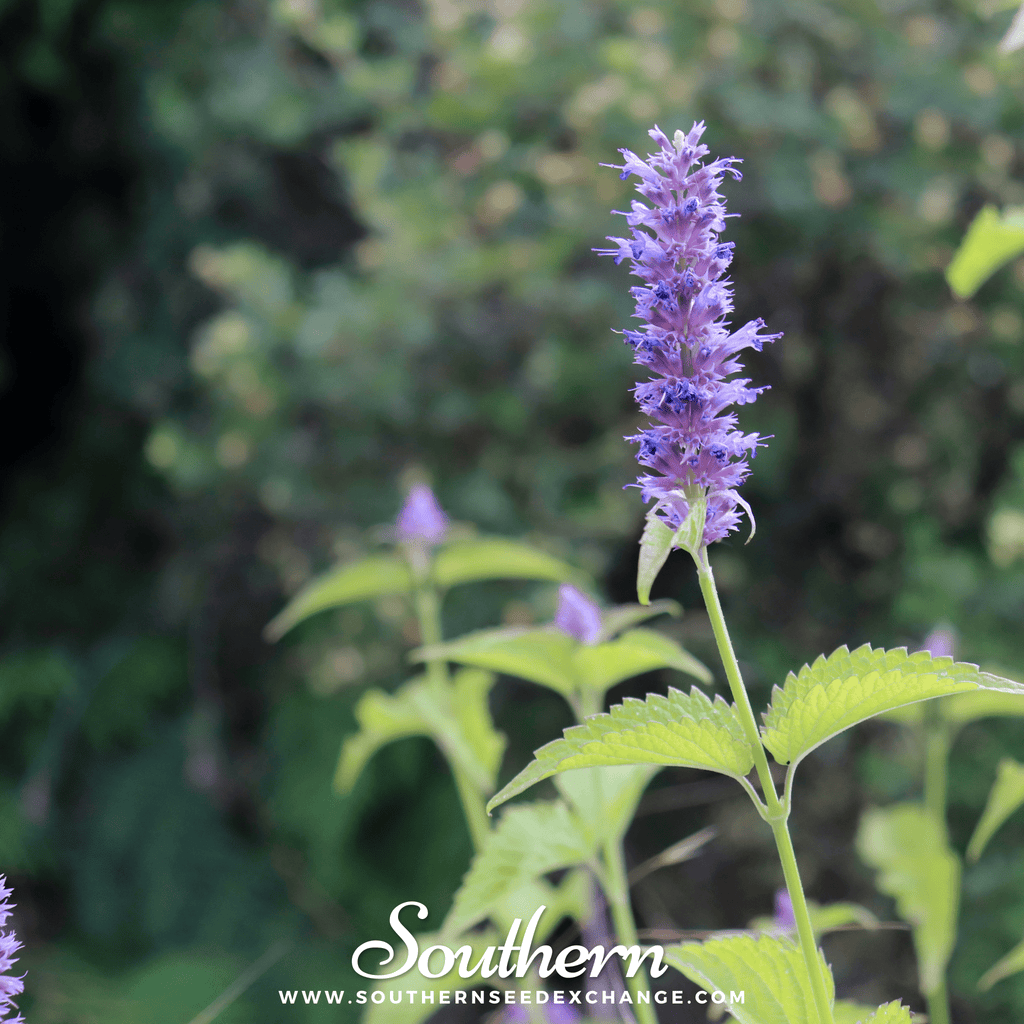 Korean Mint – 50 Seeds