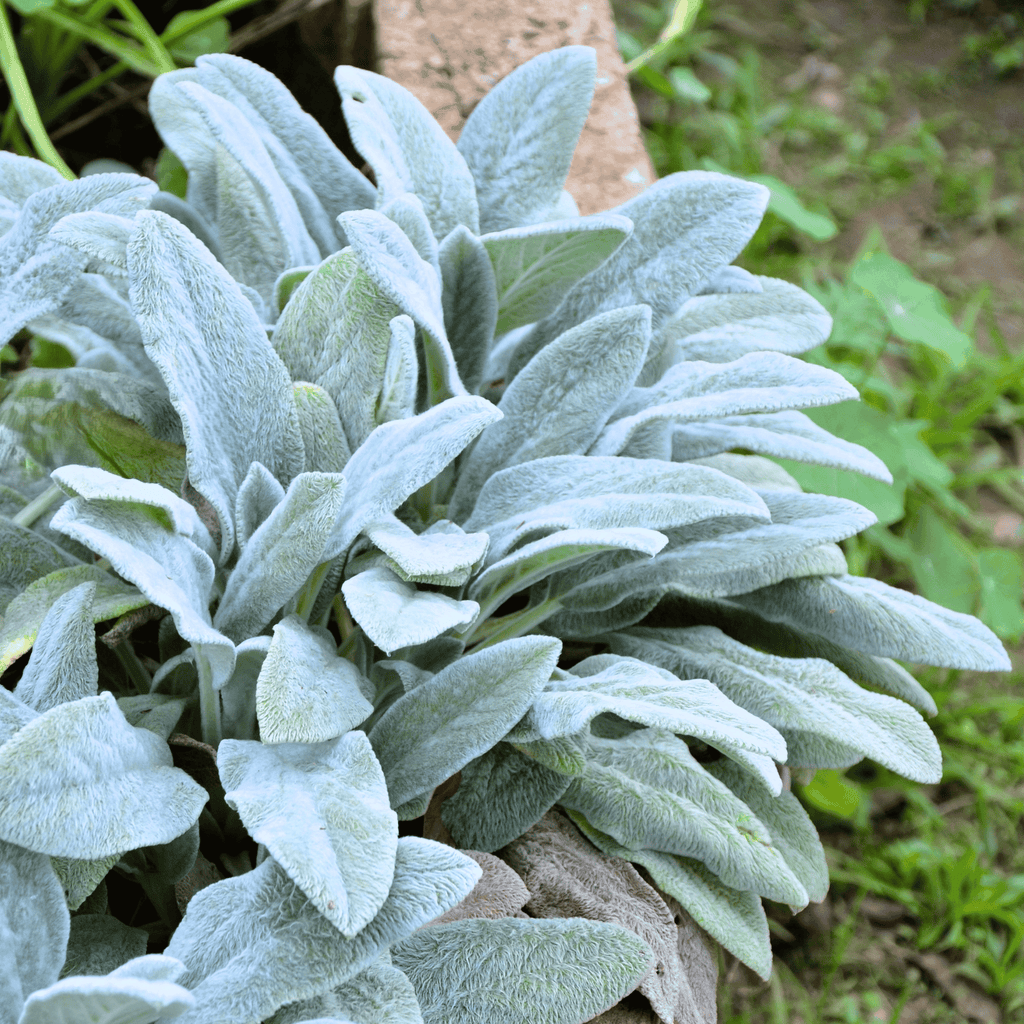 Lamb’s Ear – 50 Seeds