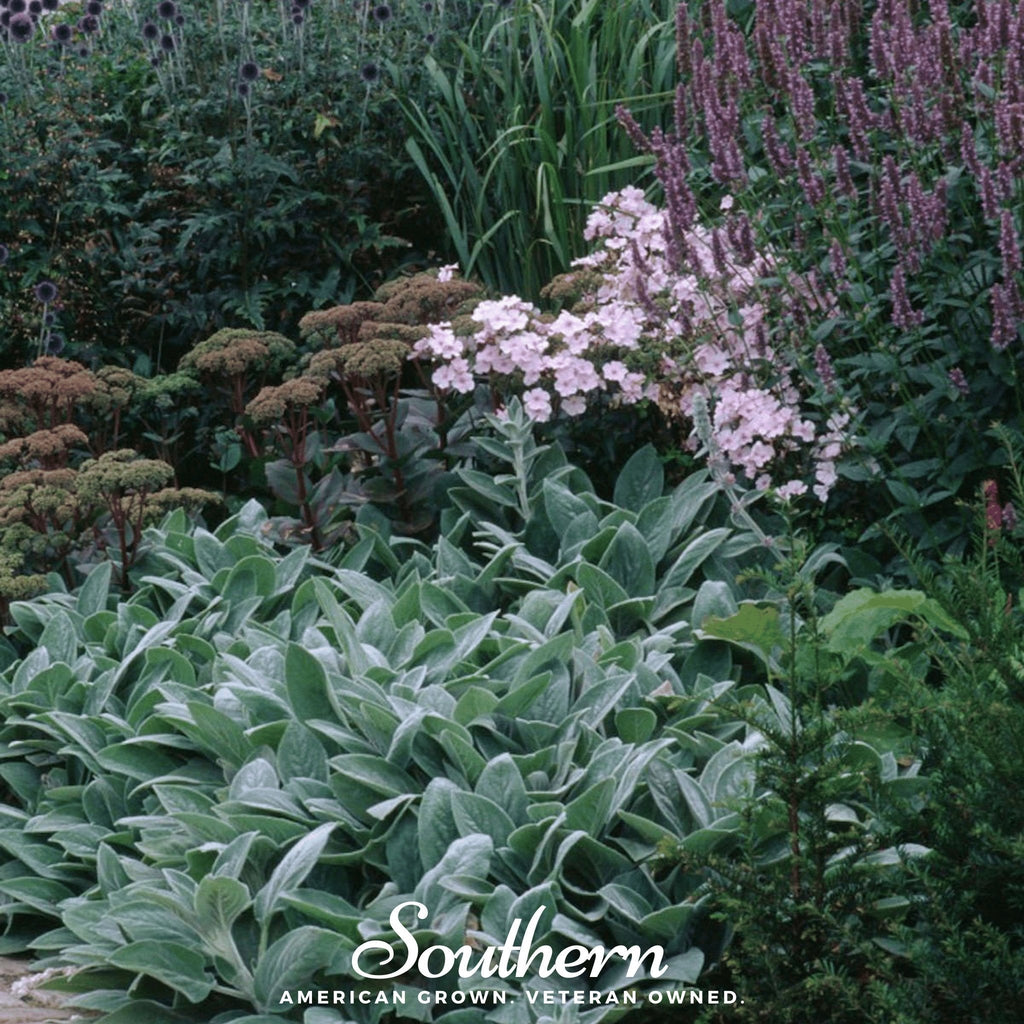 Lamb’s Ear – 50 Seeds