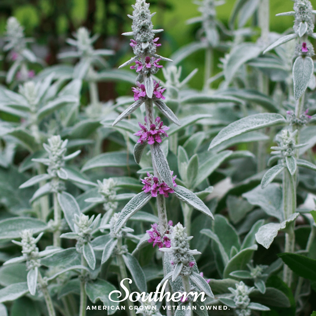 Lamb’s Ear – 50 Seeds