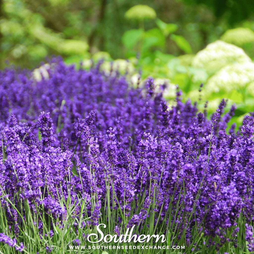 Hidcote Lavender – 50 Seeds