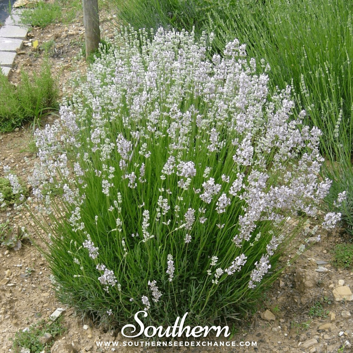Pink Lavender – 20 Seeds