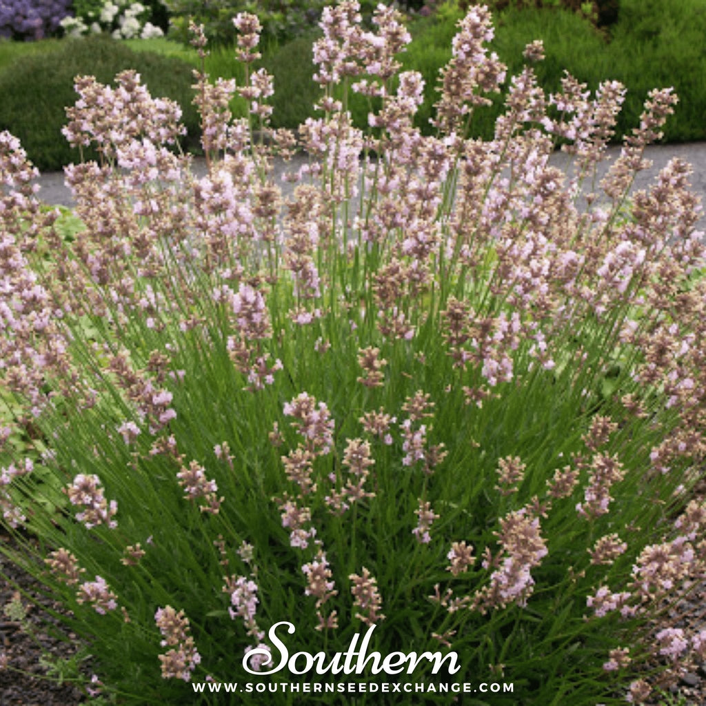 Pink Lavender – 20 Seeds