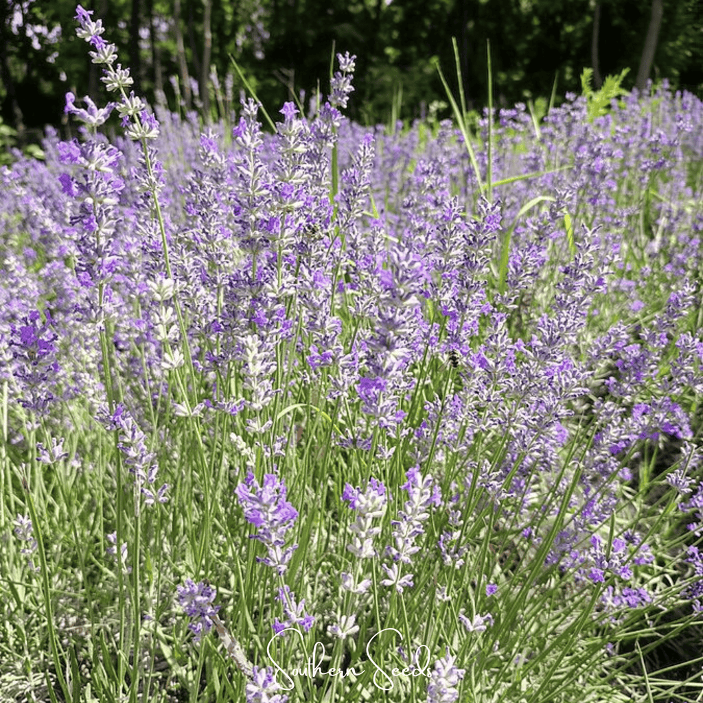 Spike Lavender – 100 Seeds