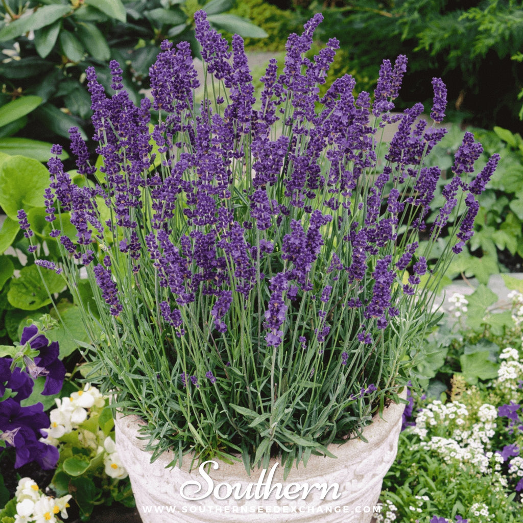 Vera Lavender – 100 Seeds