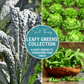 Leafy Greens Seed Collection – 6 Varieties