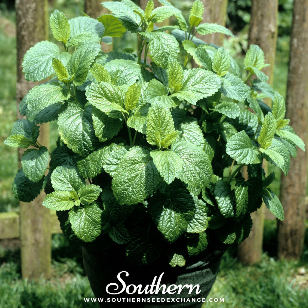 Lemon Balm – 100 Seeds