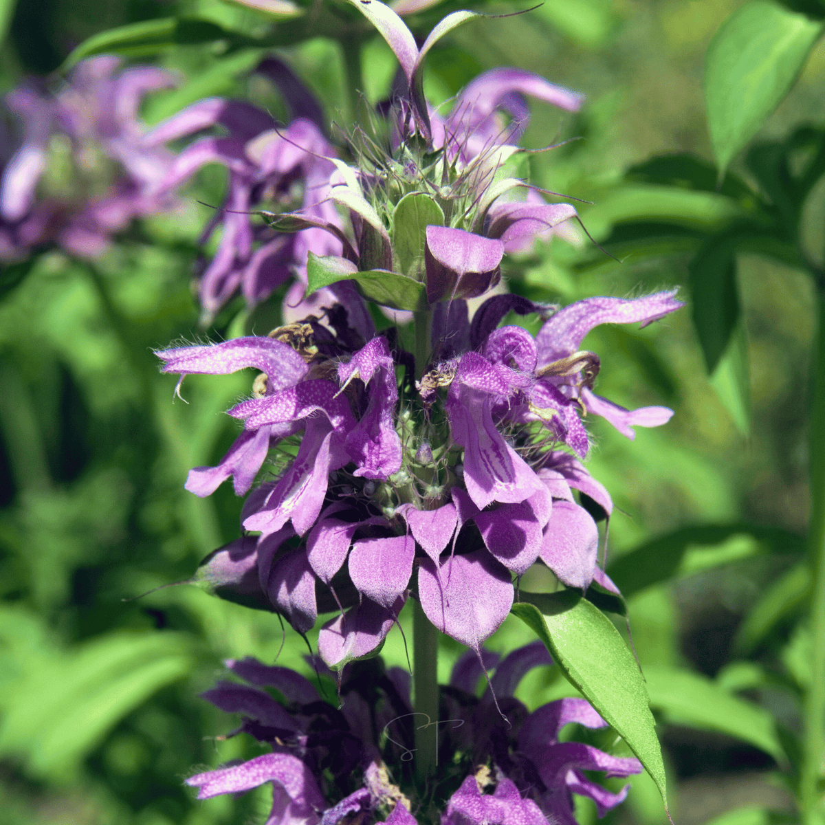 Lemon Bee Balm (Lemon Mint) – 100 Seeds
