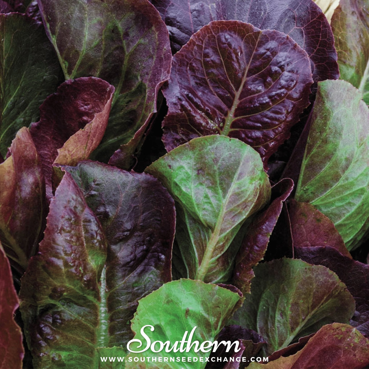 Cimmaron Romaine Lettuce – 200 Seeds