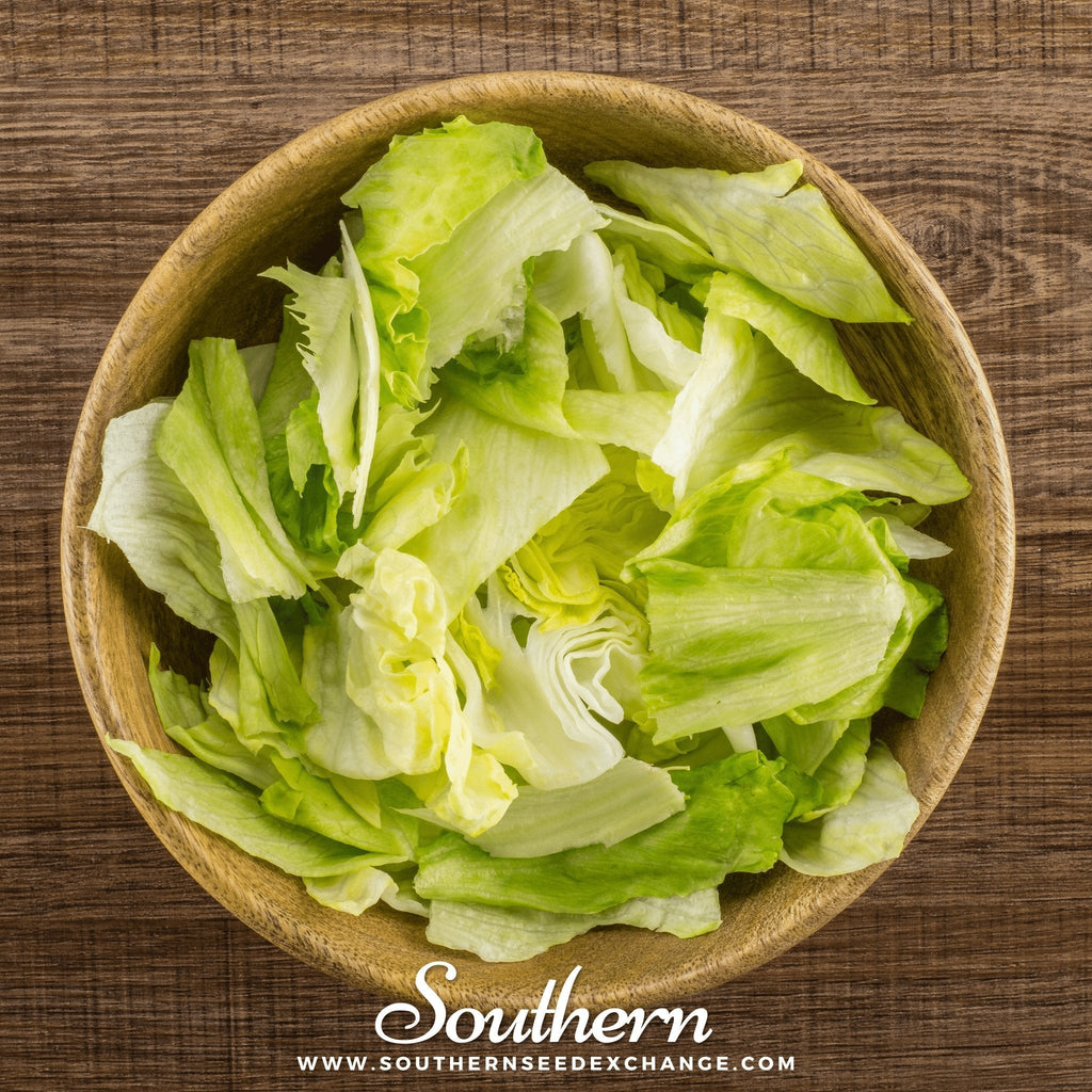 Iceberg Lettuce – 500 Seeds