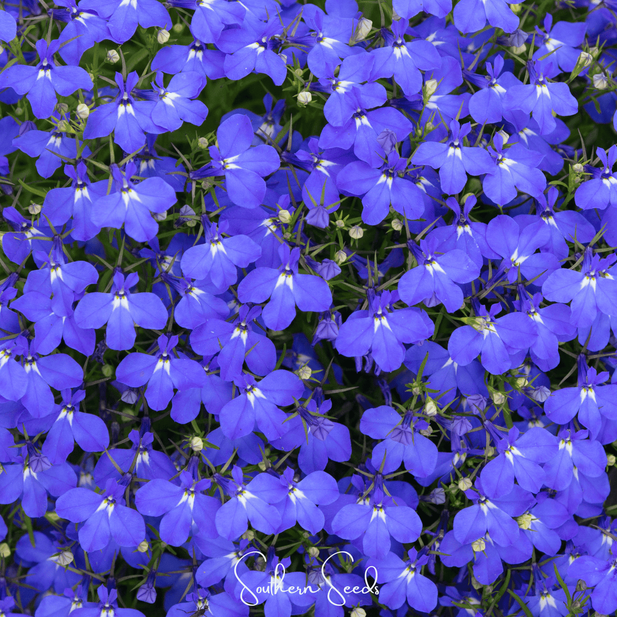 Blue Carpet Lobelia – 100 Seeds