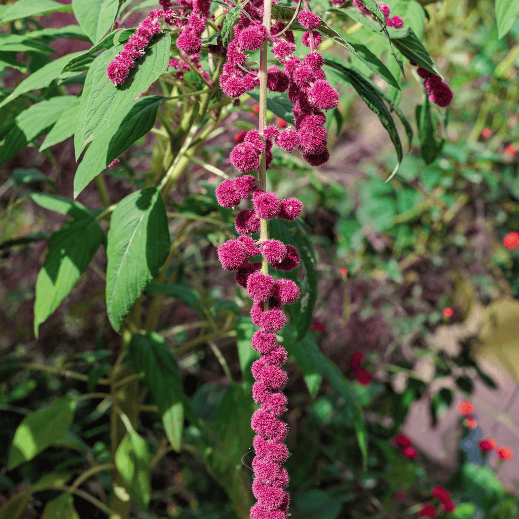 Love Lies Bleeding Amaranth – 250 Seeds