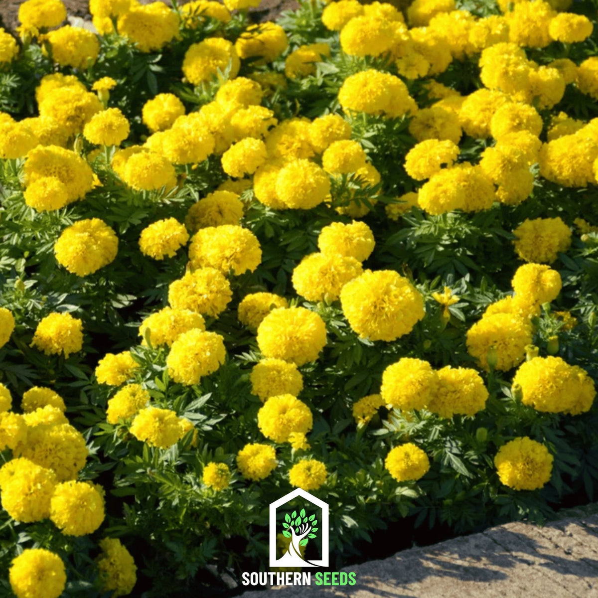 Crackerjack Marigold – 100 Seeds