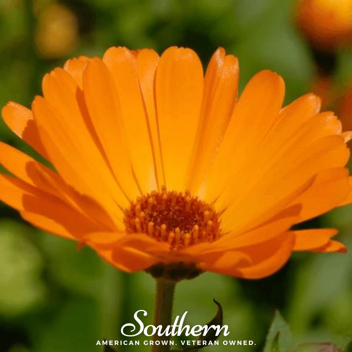 English Marigold – 100 Seeds
