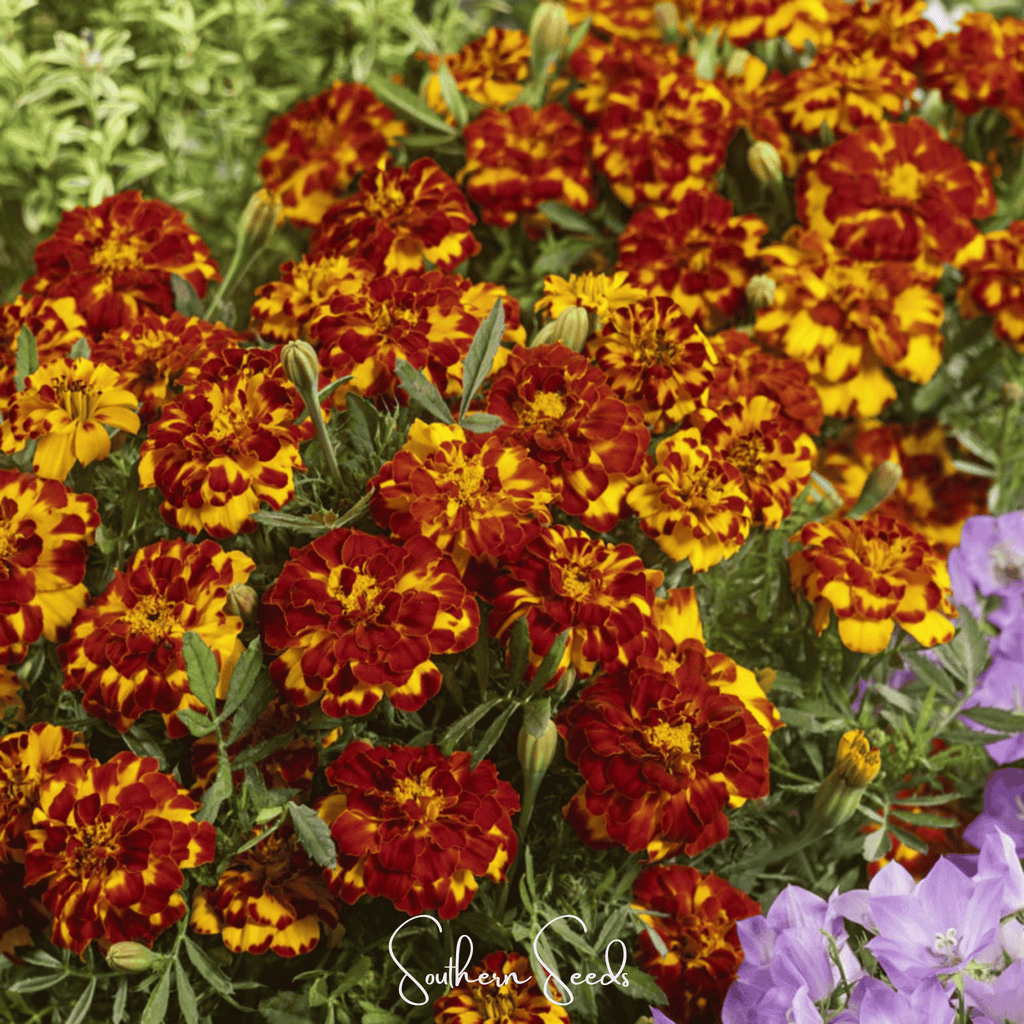 Bolero French Marigold – 50 Seeds