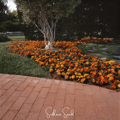 Bolero French Marigold – 50 Seeds