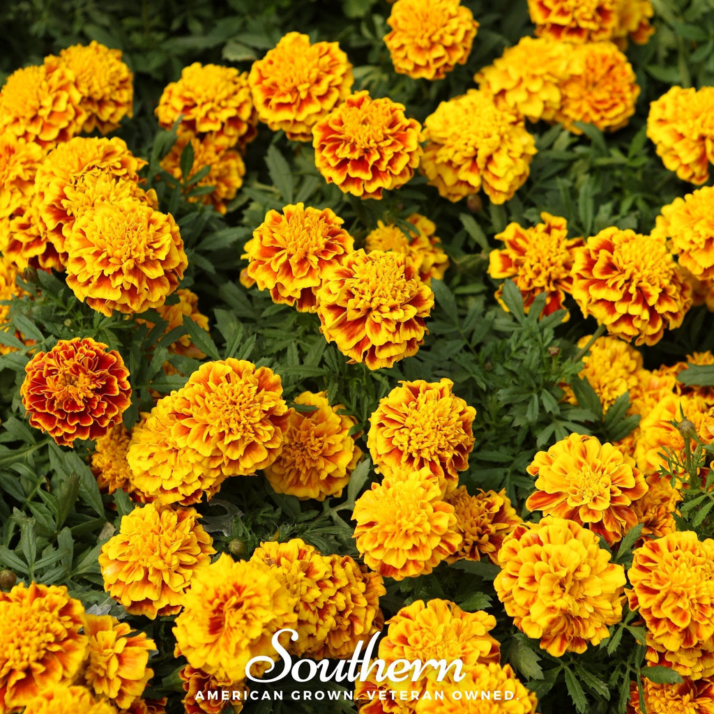 Sparky Marigold (French) – 100 Seeds