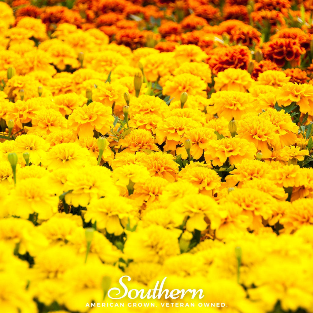 Sparky Marigold (French) – 100 Seeds